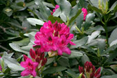 RHODODENDRON catawbiense 'Nova Zemblar'