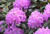 RHODODENDRON ponticum