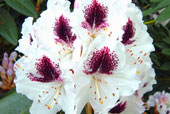 RHODODENDRON 'Sappho'