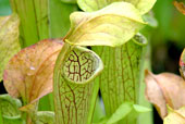 SARRACENIA rubra ssp.  wherryi