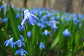 SCILLA siberica 'atrocoerulea'