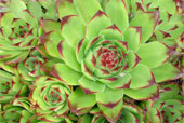 SEMPERVIVUM tectorum