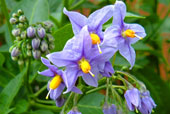 SOLANUM crispum 'Glasnevin'