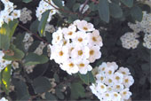 SPIRAEA x vanhouteii