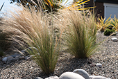 STIPA tenuissima 'Pony tails'