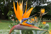 STRELITZIA reginae