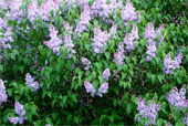 SYRINGA vulgaris 'President Grevy'