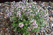 THYMUS serpyllum