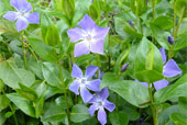 VINCA major