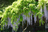 WISTERIA floribunda